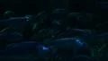 School of Fishes 96fps 04 Slow Motion HD Footage