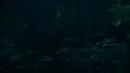 School of Fishes 96fps 05 Slow Motion HD Footage