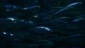 School of Fishes 96fps 06 Slow Motion HD Footage