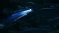 School of Fishes 96fps 07 Slow Motion HD Footage
