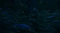 School of Fishes 96fps 09 Slow Motion HD Footage