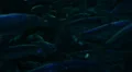 School of Fishes 96fps 10 Slow Motion HD Footage