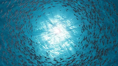 School Of Fish.Sharks swim in a circle. Stock Footage 97278302