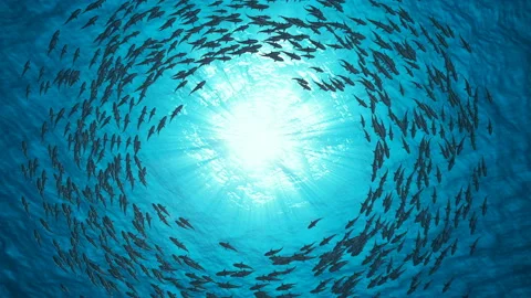 School Of Fish.Sharks swim in a circle. Stock Footage