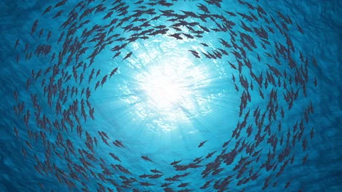 School Of Fish.Sharks swim in a circle. Stock Footage 97507181