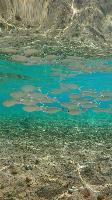School of Flagtail fish swim in blue water over sandy-stoned sea floor, Video stock 328413743