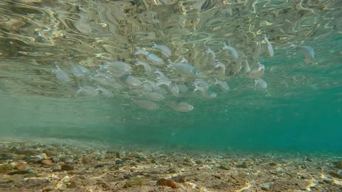 School of Flagtail fish swimming along sandy-stoned shore below water's surface Video stock 329078260