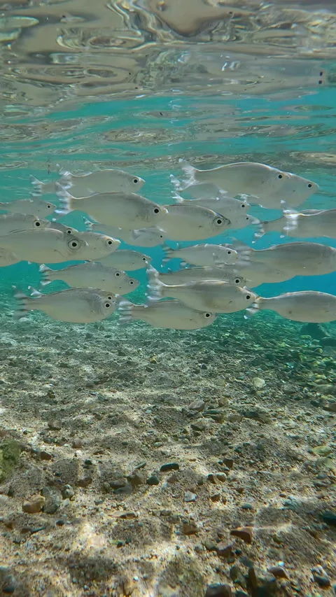 School of Flagtail fish swimming over sandy-stoned seabed on shallow water, Video stock 332442826
