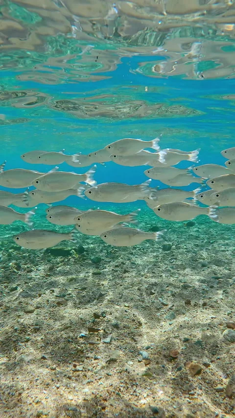 School of Flagtail fish swims over sandy-stoned seabed on shallow water, Video stock 313935794