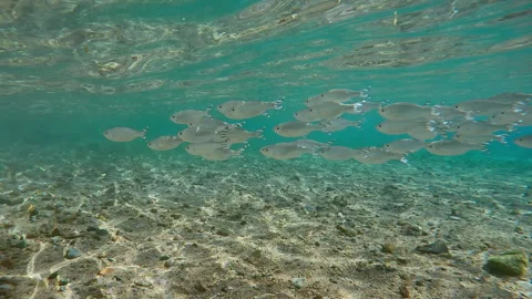 School of Flagtail fish swims shallow water over sandy-stony seabed on sunny day Video stock 328470488