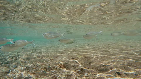School of Flagtail fish swims under surface of water over sandy seabed in surf  Video stock 312805006
