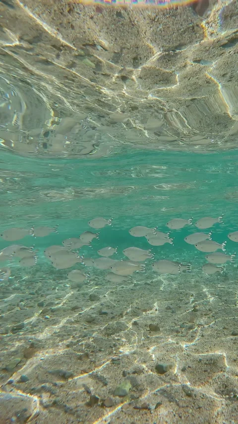 School of flagtail swims on sandy shallow with sun glare on seabed, fishes Video stock 325389801