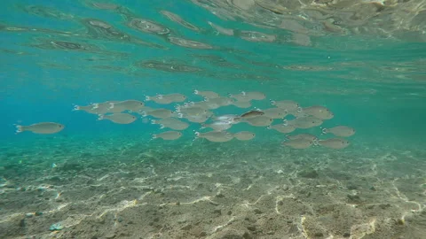School of flagtail swims on sandy shallow with sun glare on seabed, fishes Video stock 336508561