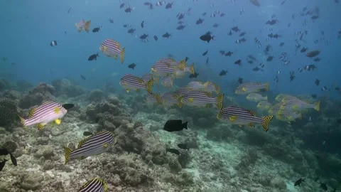 School flock of glass fish on the reef at dusk. Stock Footage 228936054