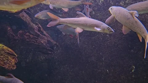 School of freshwater fish Stock Footage 269693157