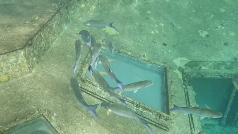 School of Fringelip Mullet Fish Congregate above an Underwater Restaurant  Vídeo Stock 302608170