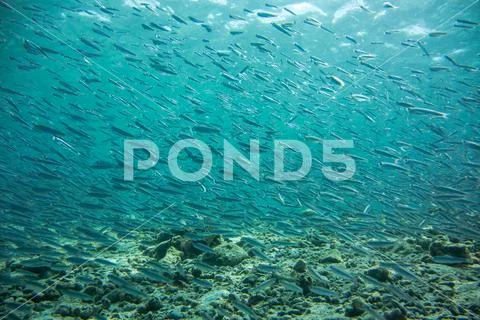 School of fry swimming near ocean bottom Stock Photos