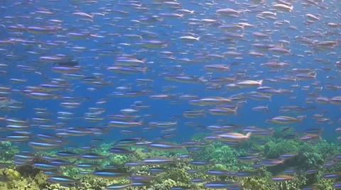 School of fusilier Stock Footage 51596455