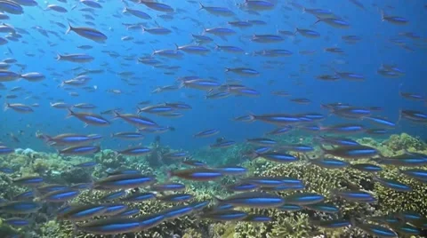 School of fusilier Stock Footage 51692289