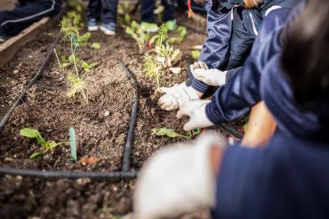 School garden Stock Photos