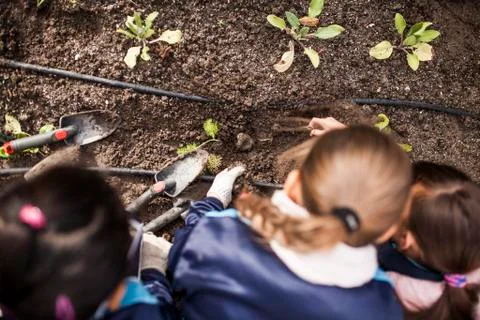 School garden Foto stock