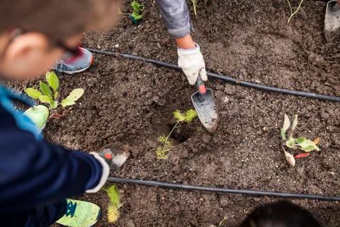 School garden Stock Photos