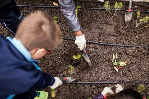 School garden Foto stock