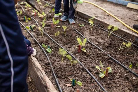 School garden Foto stock