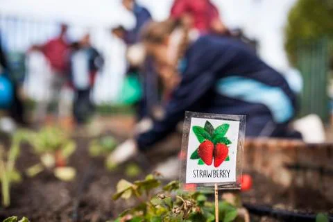 School garden Stock Photos