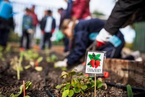 School garden Stock Photos