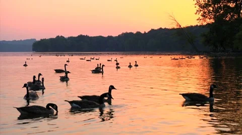 School of Geese Stock Footage 7175079