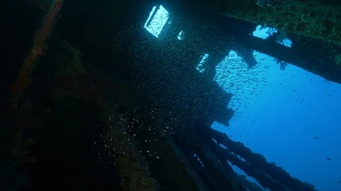 School of glass fish inside the hull of the shipwreck Carnatic, Red sea, Egypt Stock Footage 105642008