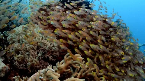 School of glassfish Stock Footage 112259025