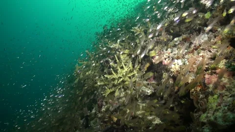 School of glassfish glides through currents of Maldives. Stock Footage 246729057
