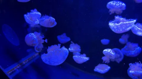 A school of glowing jellyfish floating in dark blue water, evoking a serene.. Video stock 342277231