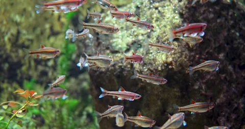 School of Glowing Small Fish Stock Footage 285235306