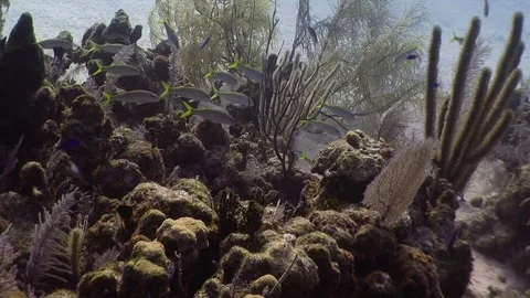 School of Goat Fish Stock-Footage 70078342