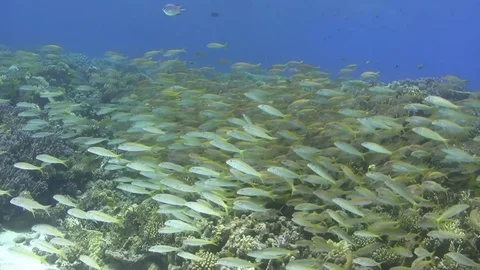 School of goatfish covers the reef Stock Footage 76165326