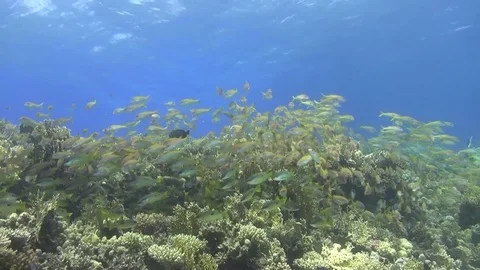 School of goatfish with dory snapper Video stock 76165233