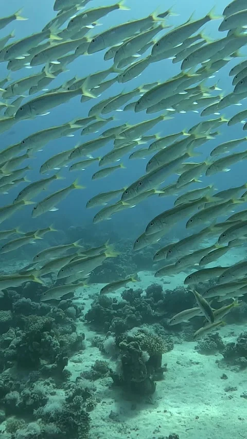 School of Goatfish Facing the Current Stock Footage 319954425