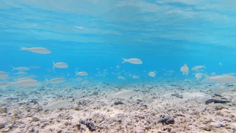 School of goatfish fish in clear shallow water Stock Footage 107956510