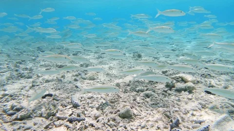 School of goatfish fish in clear shallow water Stock Footage 107956519