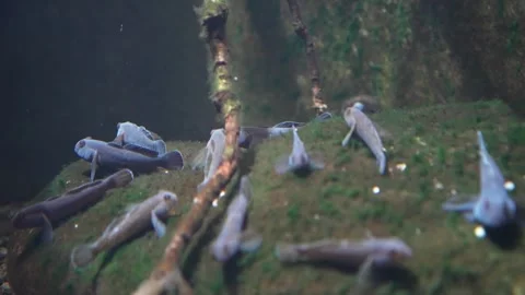 A school of Goby fish relaxing Stock Footage 296548143