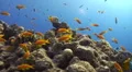 School of golden anthias over coral substrate HD Footage