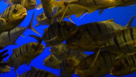 School of yellow trevally, pilot fish sw, Stock Video