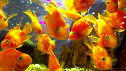 School of Goldfish Stock Footage 71652096