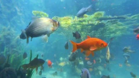 School of goldfish Stock-Footage 311528563