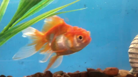 School of goldfish swimming in an Stock Video Pond5