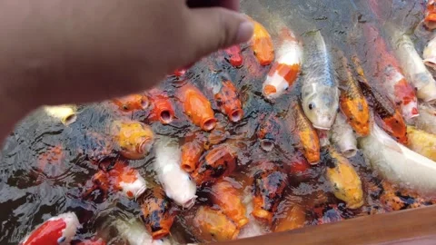 A school of goldfish of various colors flocking to be fed in a pond Stock Footage 327253499
