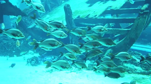 School of gray fish swimming on the background of a big wooden sunken ship. Stock Footage 139441268